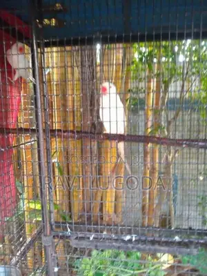 Beautiful White Ringneck Pair