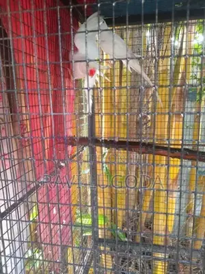 Beautiful White Ringneck Pair