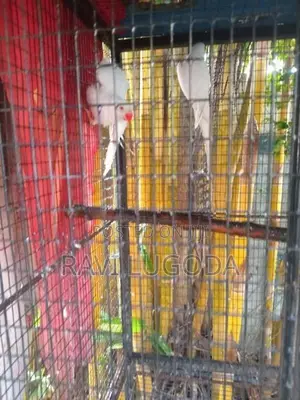 Beautiful White Ringneck Pair