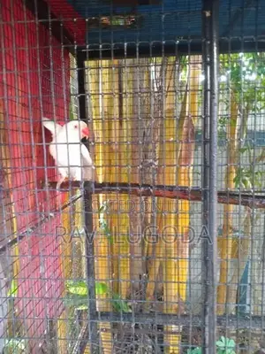Beautiful White Ringneck Pair