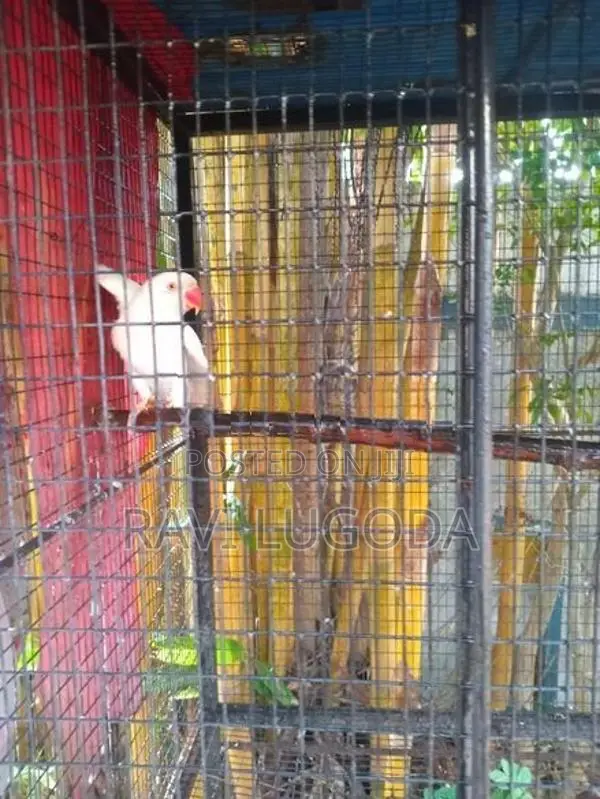 Beautiful White Ringneck Pair