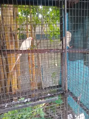 Beautiful White Ringneck Pair