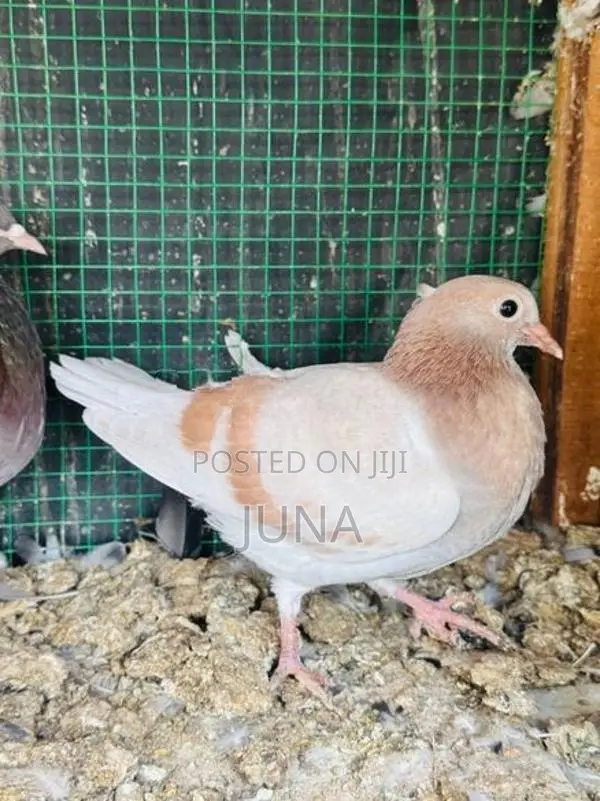 Balance Pigeons