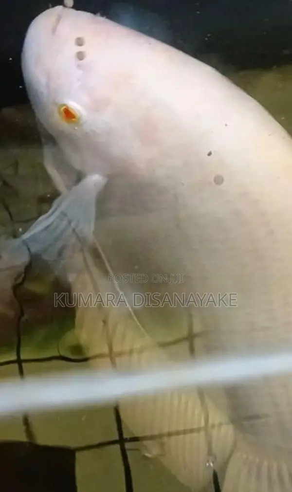 Giant Gourami Fish