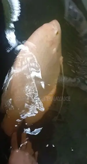 Giant Gourami Fish