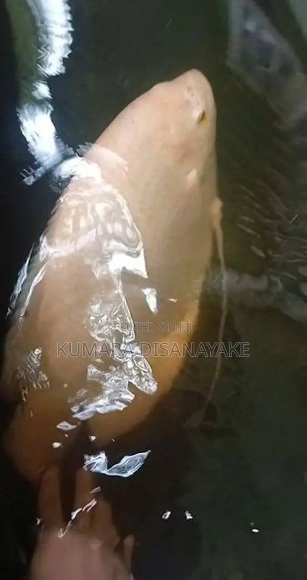 Giant Gourami Fish