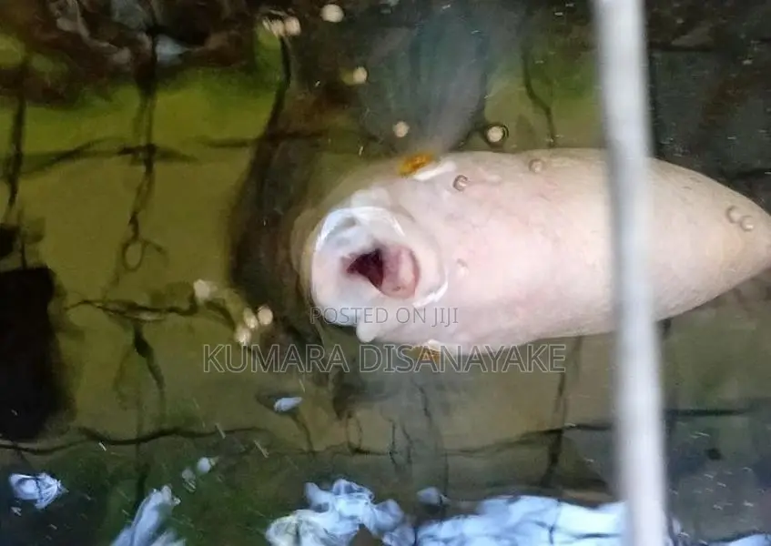 Giant Gourami Fish