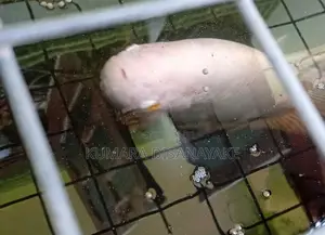 Giant Gourami Fish