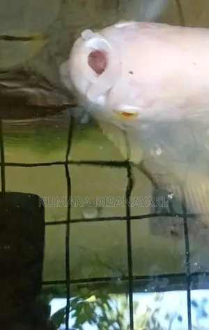Giant Gourami Fish