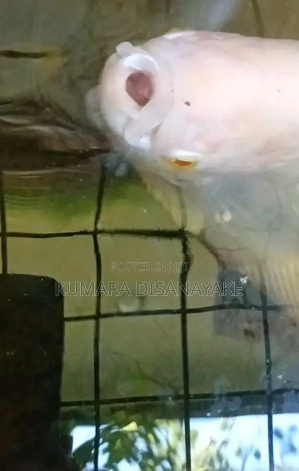 Giant Gourami Fish