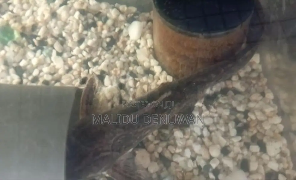 Wood Catfish