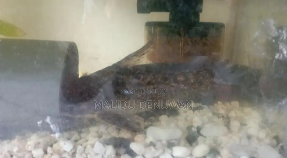 Wood Catfish
