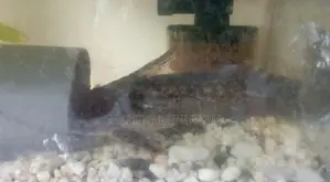 Wood Catfish