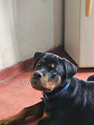 Rottweiler