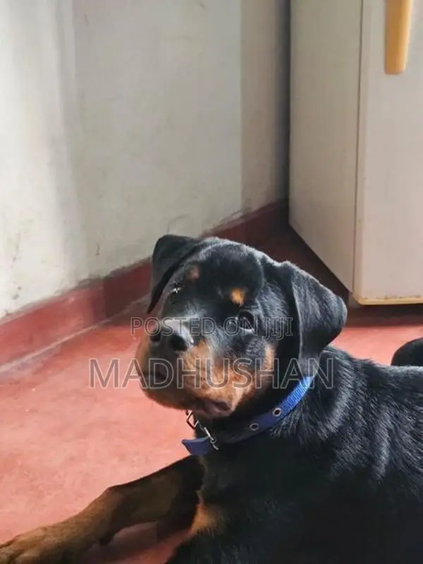 Rottweiler