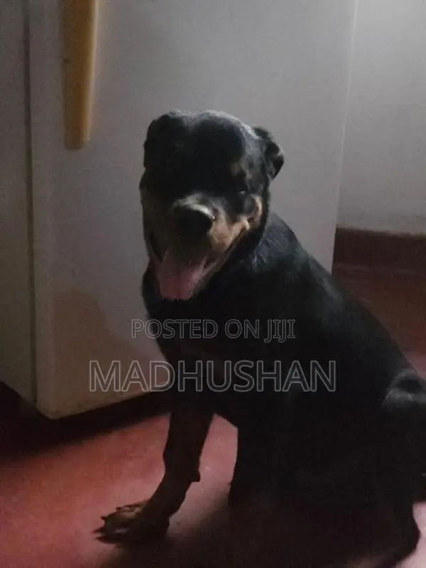 Rottweiler