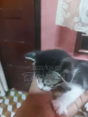 Persian cross male Kitten
