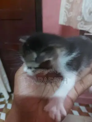Persian cross male Kitten