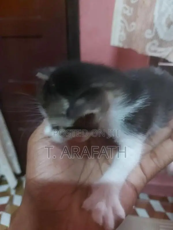 Persian cross male Kitten