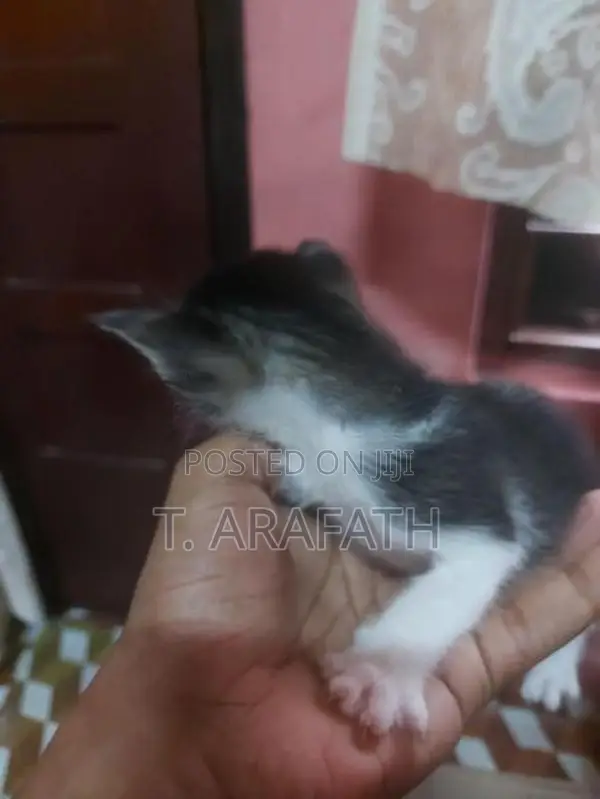 Persian cross male Kitten