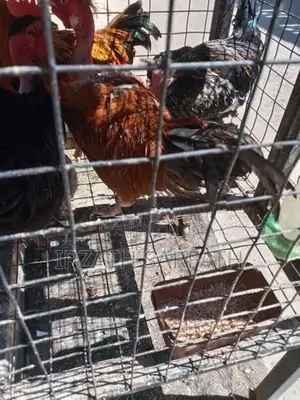 கழுத்தறுத்தnன் கோழி