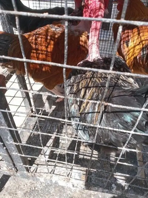 கழுத்தறுத்தnன் கோழி