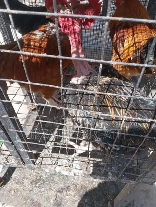 கழுத்தறுத்தnன் கோழி