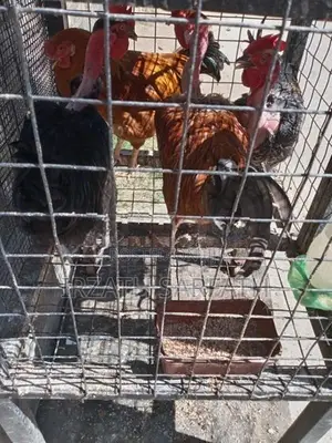கழுத்தறுத்தnன் கோழி