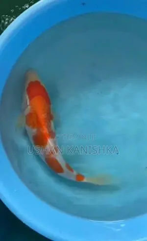 Koi Fish - Buy 2 Get 1