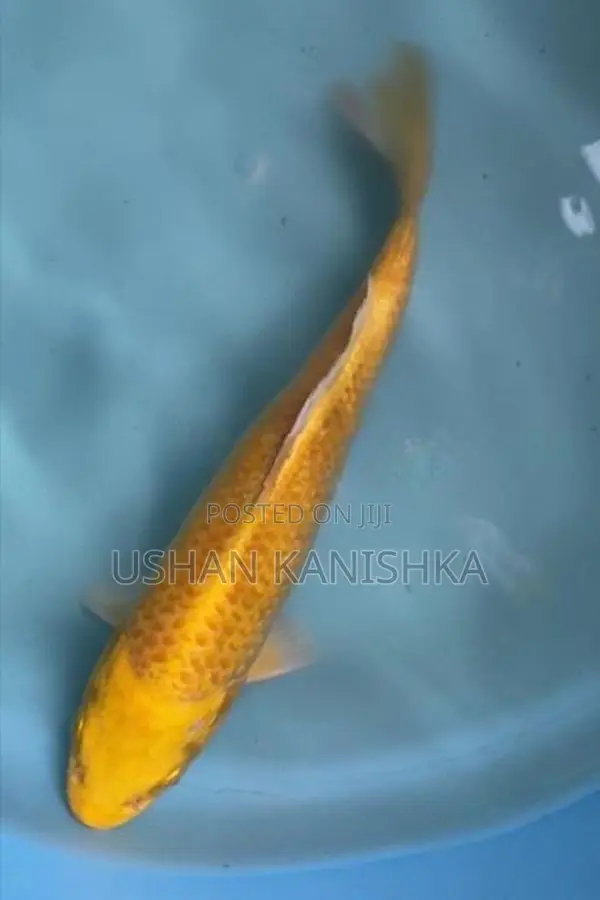 Koi Fish - Buy 2 Get 1