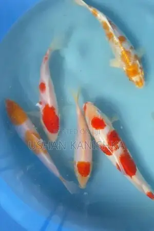 Koi Fish - Buy 2 Get 1