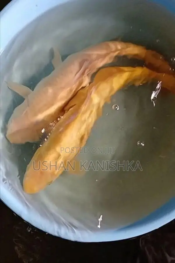 Koi Fish - Buy 2 Get 1