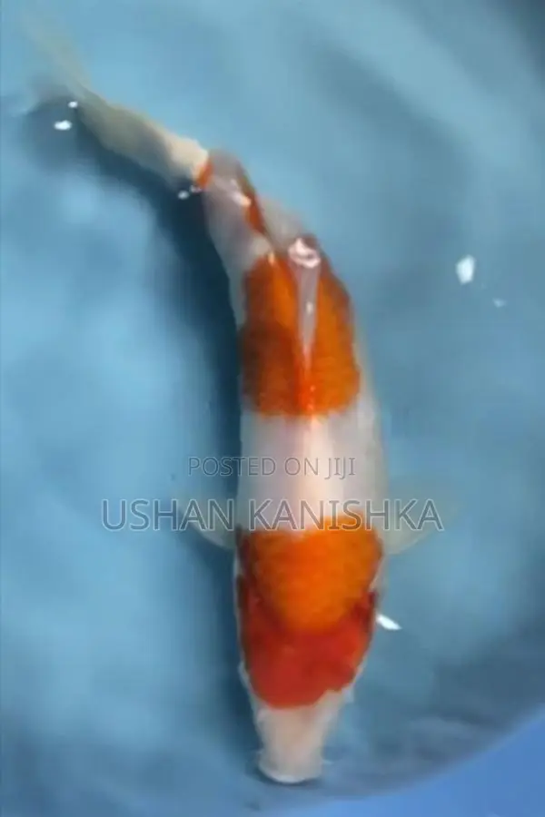 Koi Fish - Buy 2 Get 1