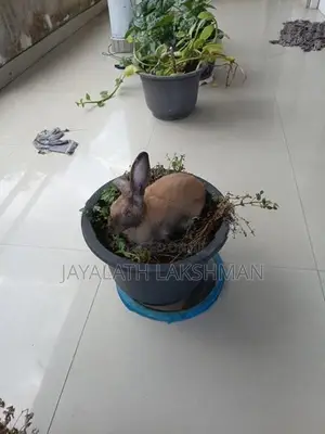 Rabbit with Cage