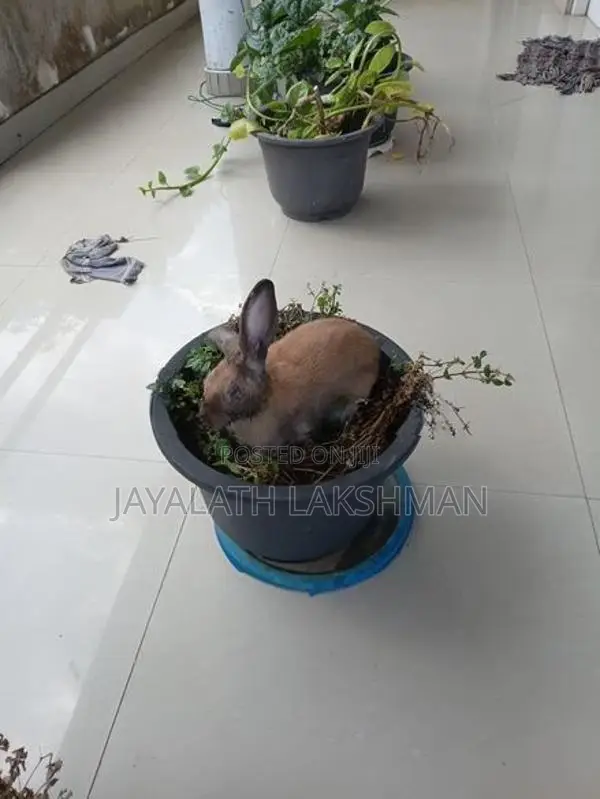Rabbit with Cage