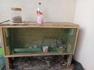 Rabbit with Cage