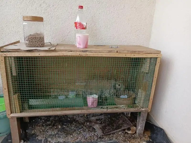 Rabbit with Cage