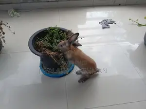 Rabbit with Cage