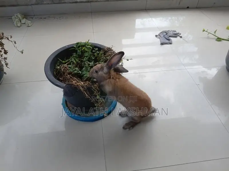 Rabbit with Cage