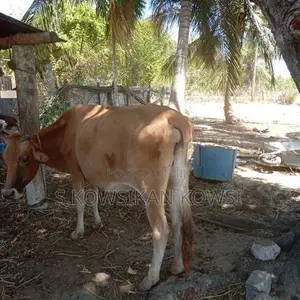 Farm Cow