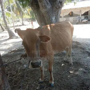Farm Cow