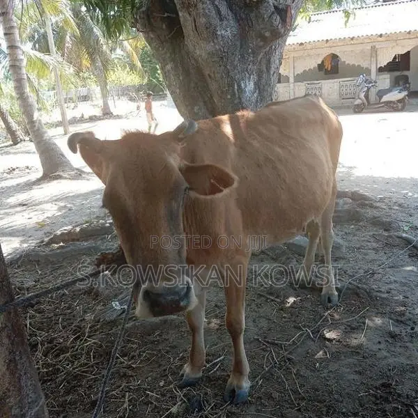 Farm Cow