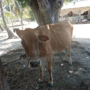 Farm Cow