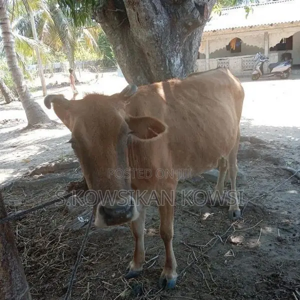 Farm Cow