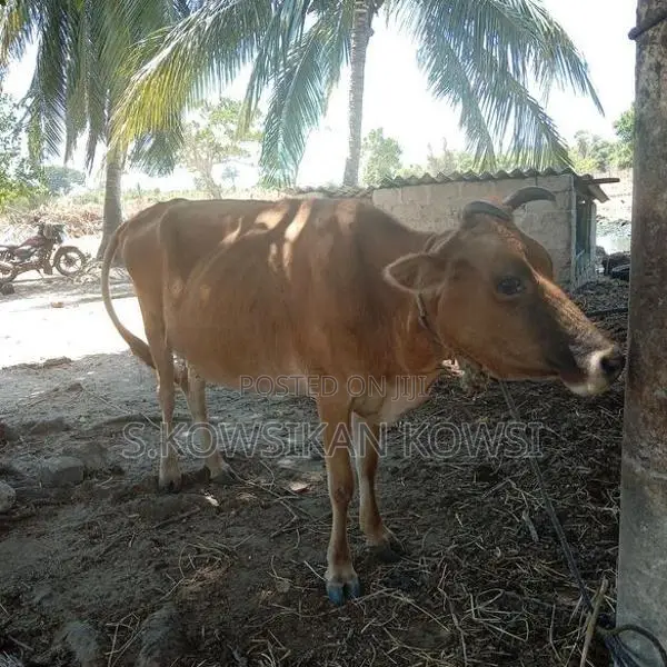 Farm Cow