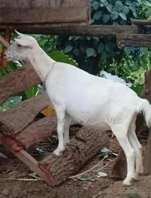 Farm Goats