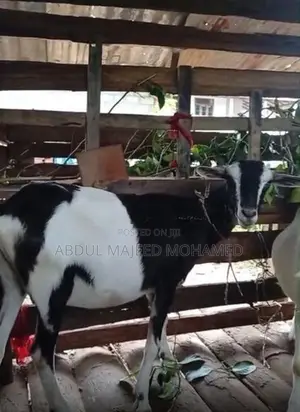 Farm Goats