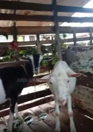 Farm Goats