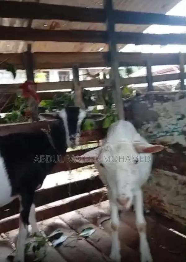 Farm Goats