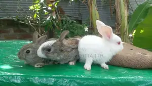 3 Baby Rabbits